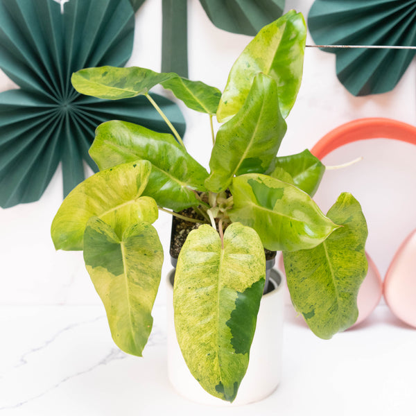 Philodendron 'Burle Marx' mint variegated (A11)