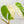Load image into Gallery viewer, Monstera deliciosa albo vareigated (small form/borsigiana) (34D) *Half Moon Leaves*
