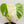 Load image into Gallery viewer, Monstera deliciosa albo vareigated (small form/borsigiana) (34D) *Half Moon Leaves*
