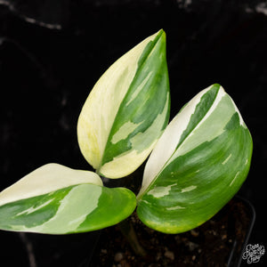 Scindapsus rubicon albo variegated