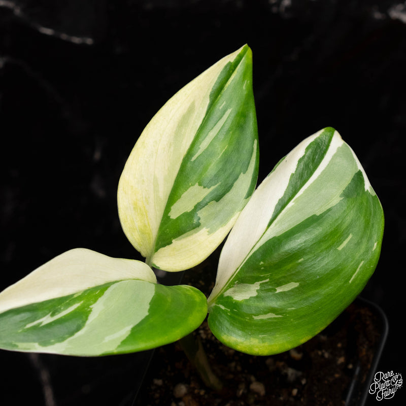 Scindapsus rubicon albo variegated