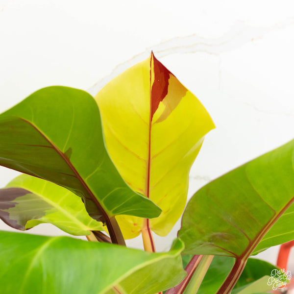 Philodendron 'Red Moon' (46A)