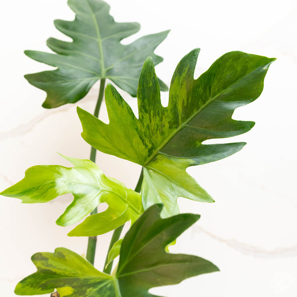 Philodendron radiatum variegated (46A)