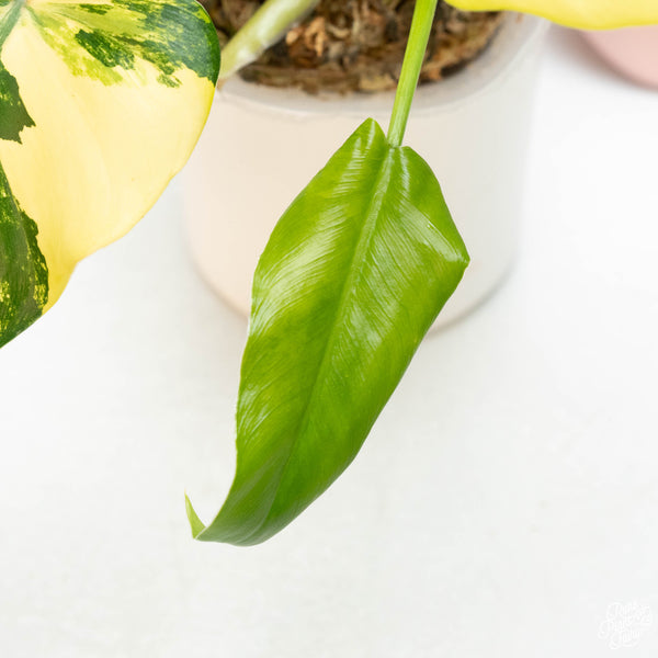 Philodendron domesticum variegated (46A)