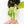 Load image into Gallery viewer, Scindapsus &#39;Jade Satin&#39; aurea variegated (46B)

