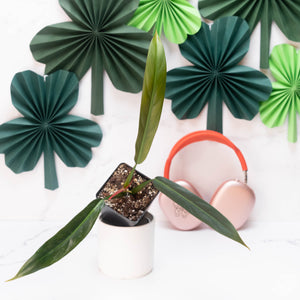 Philodendron bicolor *Grower's Choice*