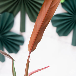 Philodendron bicolor *Grower's Choice*