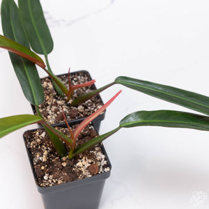 Philodendron bicolor *Grower's Choice*