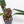 Load image into Gallery viewer, Philodendron bicolor *Grower&#39;s choice*
