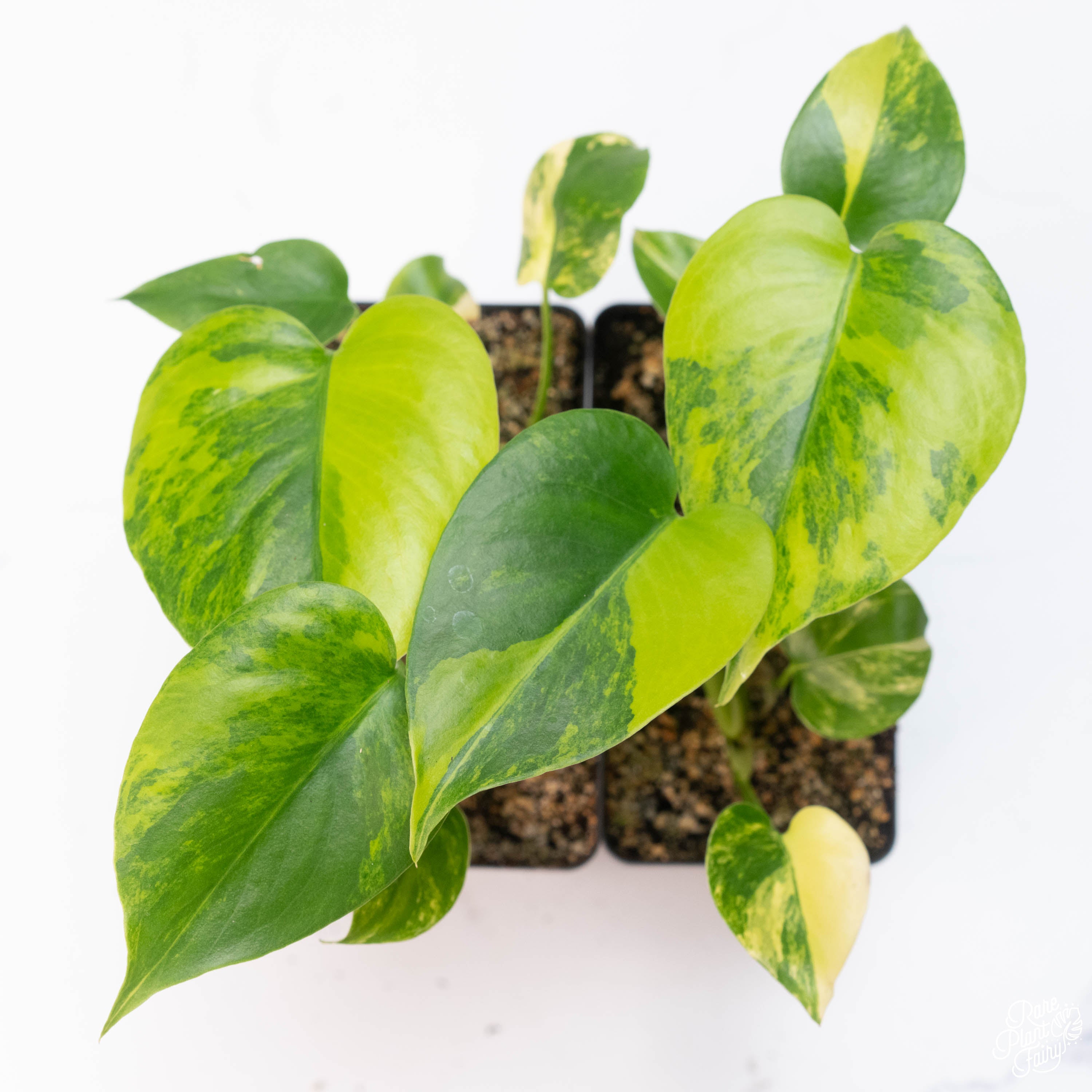 monstera aurora Monstera Deliciosa Aurea Variegated (Large Form) *Grower's Choice* – Rare Plant Fairy