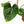 Load image into Gallery viewer, Philodendron plowmanii (35A)
