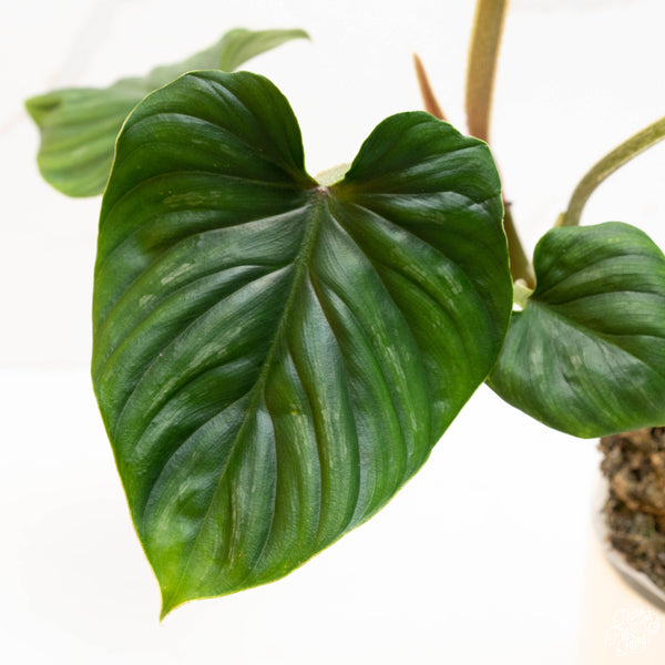 Philodendron plowmanii (35A)