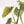 Load image into Gallery viewer, Philodendron plowmanii (35A)
