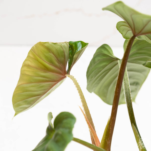 Philodendron plowmanii (35A)