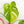 Load image into Gallery viewer, Monstera deliciosa aurea variegated (small form/borsigiana) (46C)
