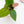 Load image into Gallery viewer, Anthurium nigrolaminum x portillae (46A)
