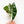 Load image into Gallery viewer, Alocasia &#39;Pink Dragon&#39; albo variegated (35A)
