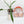 Load image into Gallery viewer, Philodendron longilobatum ‘Lelano Miyano’ (46A)
