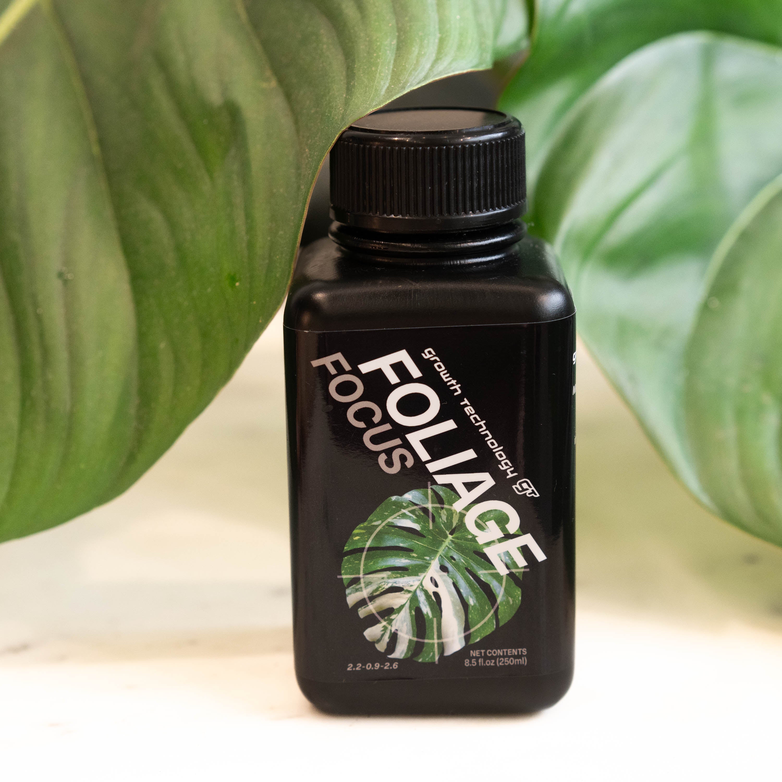 gt focus on foliage plant fertilizer Foliage Focus Growth Technology GT