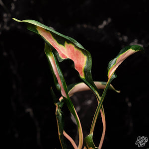 Aglaonema 'Flying Squid' *Grower's Choice*