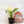 Load image into Gallery viewer, Spathiphyllum sensation albo variegated (35A)
