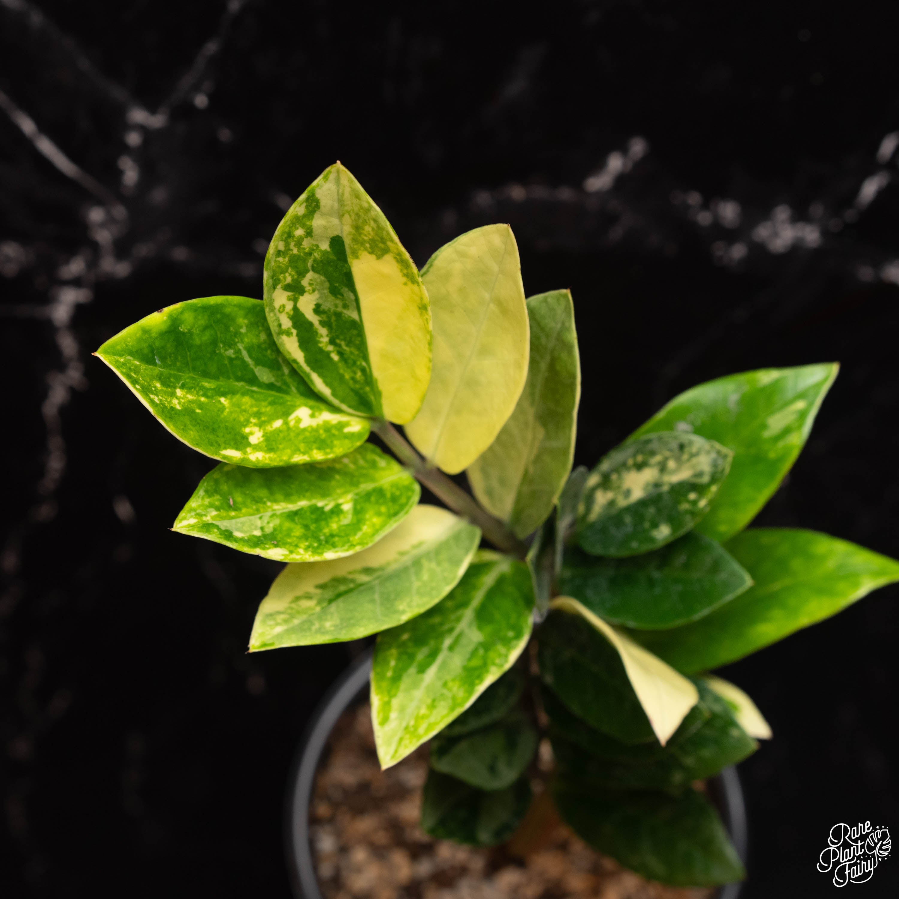 buy variegated zz plant Zamioculcas zamifolia 'ZZ' aurea variegated *Growers Choice* – Rare Plant Fairy