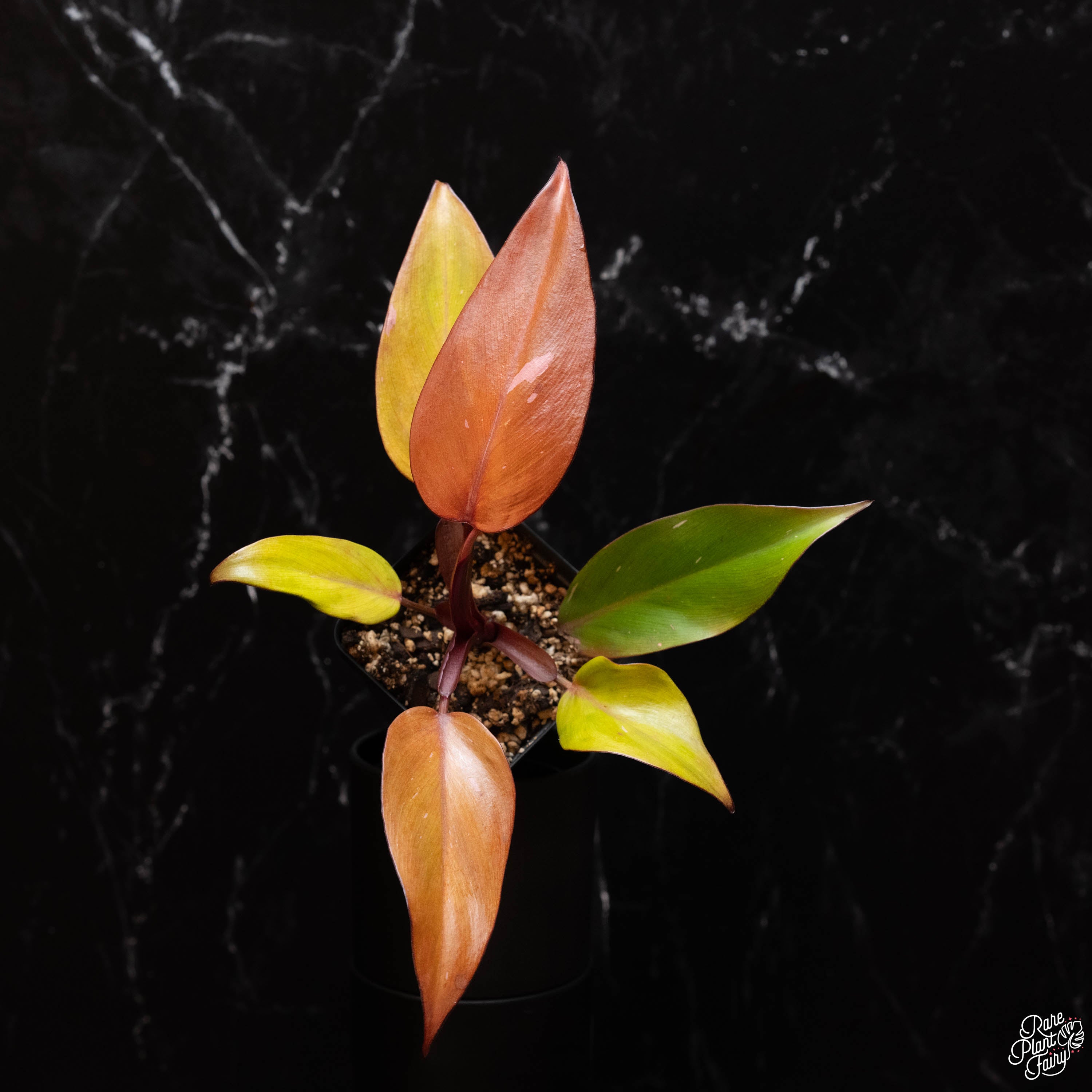 philodendron persimmon princess for sale Philodendron 'Persimmon Princess' *Grower's choice*