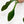 Load image into Gallery viewer, Philodendron joepii green-on-green variegated (23A)
