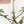Load image into Gallery viewer, Philodendron joepii green-on-green variegated (23A)
