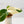 Load image into Gallery viewer, Syngonium chiapense variegated (35B)
