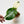 Load image into Gallery viewer, Syngonium chiapense variegated (35B)
