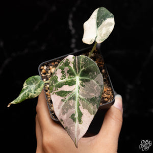Alocasia 'Black Velvet' pink variegated *Grower's Choice*