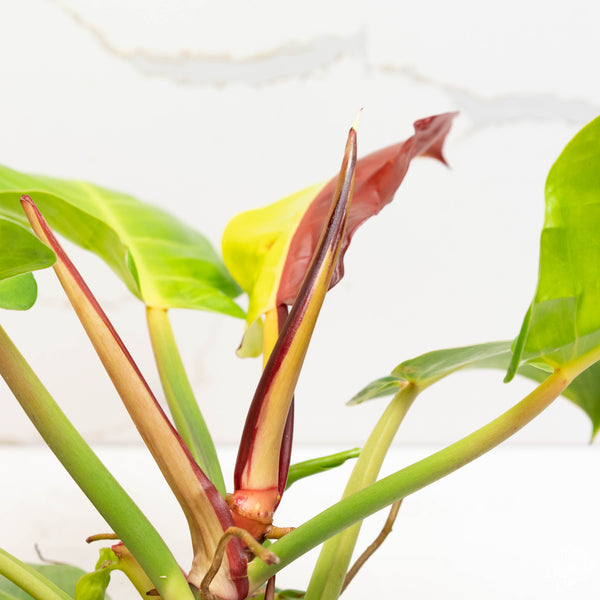 Philodendron 'Red Moon' (35A)