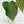 Load image into Gallery viewer, Anthurium &#39;Delta Force&#39; (A13)
