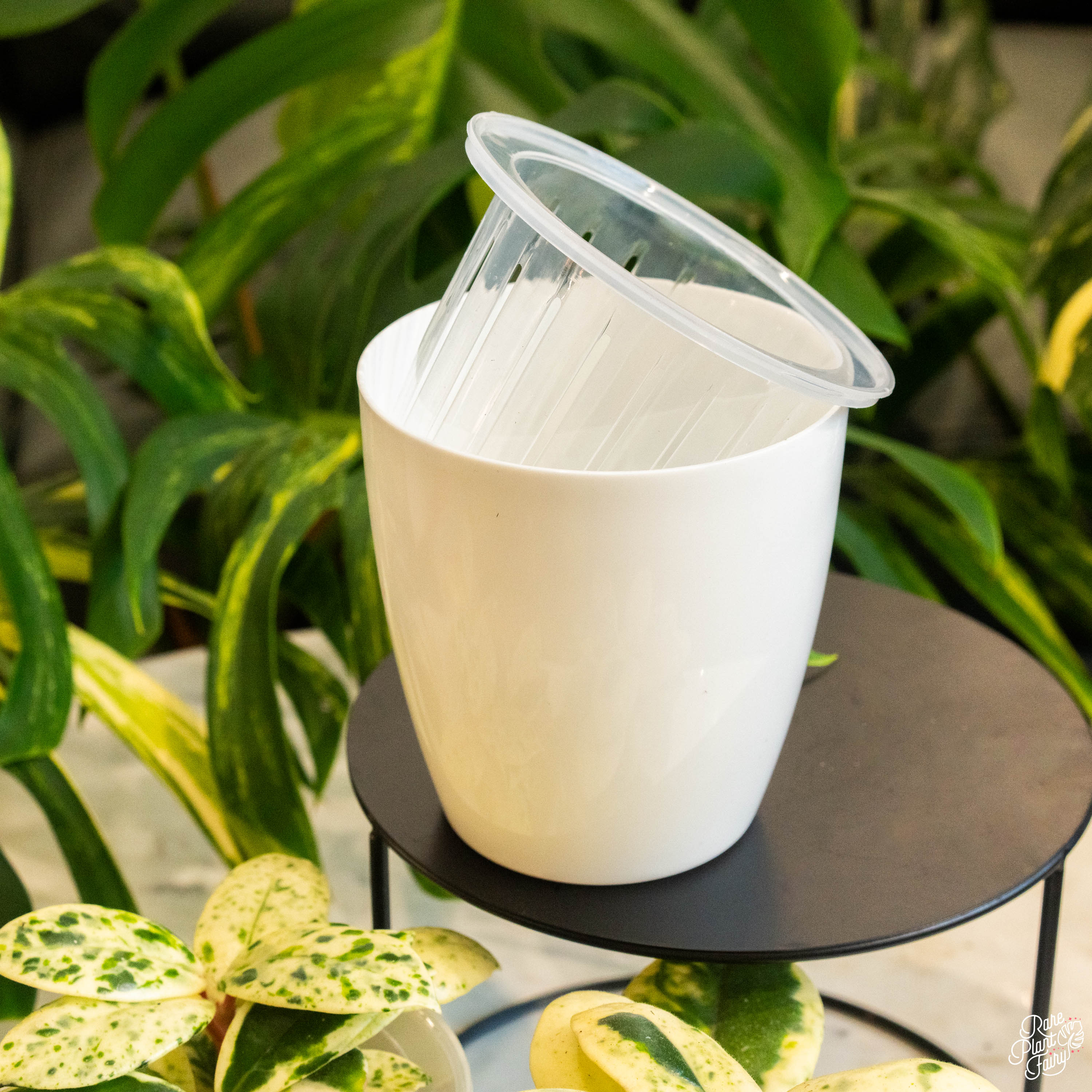 plastic plante Self Watering Round Plastic Planter (4 pots per order) 3" (4 pots)