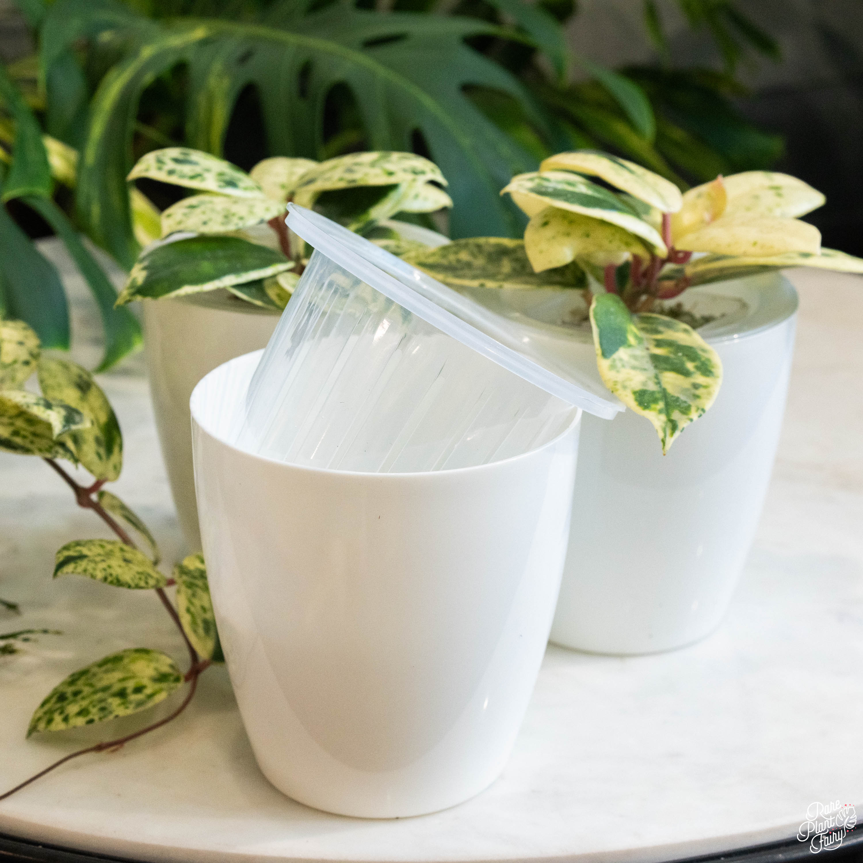 round pot planter Self Watering Round Plastic Planter (4 pots per order) 3" (4 pots)