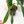 Load image into Gallery viewer, Philodendron longilobatum ‘Lelano Miyano’ *Growers choice*

