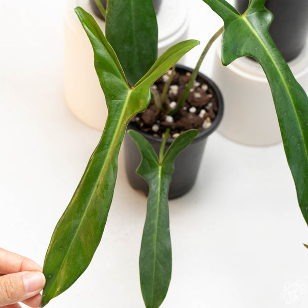 Philodendron longilobatum ‘Lelano Miyano’ *Growers choice*