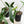 Load image into Gallery viewer, Philodendron longilobatum ‘Lelano Miyano’ *Growers choice*
