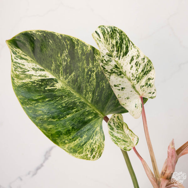 Philodendron 'Emerald Ice' (A13)