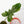 Load image into Gallery viewer, Philodendron &#39;Florida Beauty&#39; x mayoi (A13)
