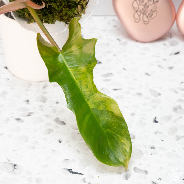 Philodendron 'Florida Beauty' x mayoi (A13)