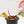 Load image into Gallery viewer, Philodendron ‘Strawberry Shake’ (36C)
