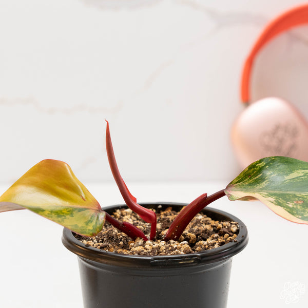 Philodendron ‘Strawberry Shake’ (36C)