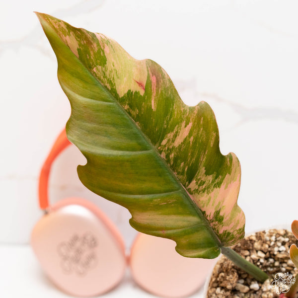 Philodendron 'Caramel Marble' (36A) *with pink sunstress*