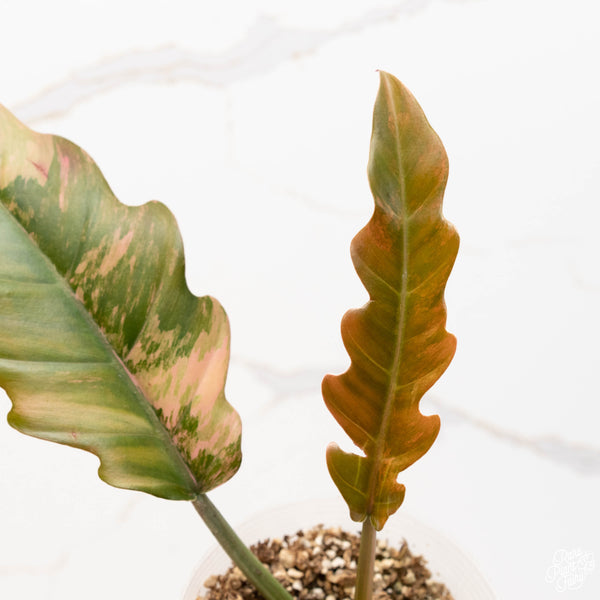 Philodendron 'Caramel Marble' (36A) *with pink sunstress*