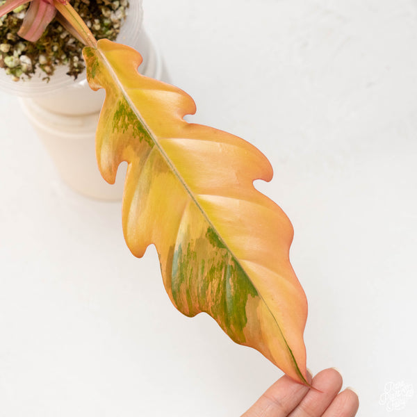 Philodendron 'Caramel Marble' (36B) *high color*