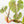 Load image into Gallery viewer, Philodendron plowmanii (36A) *large size*
