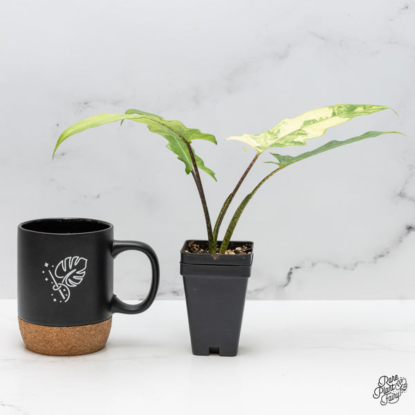 Alocasia Lauterbachiana Aurea Variegated (wk49-F)