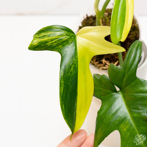 Philodendron pedatum variegated (36A)